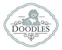Doodles of SC | Goldendoodle Breeder | South Carolina